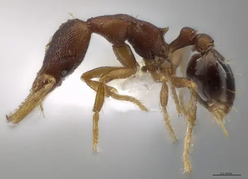 Strumigenys crementa - CASENT0628930