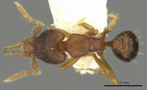 Strumigenys crementa - CASENT0900187