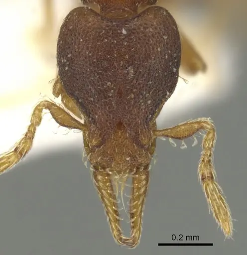 Strumigenys crementa - CASENT0900187