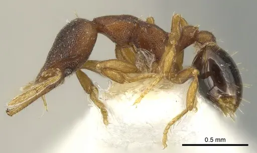 Strumigenys crementa - CASENT0900187