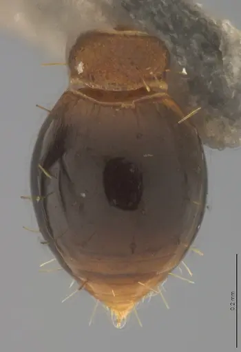 Strumigenys crementa - CASENT4036118