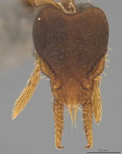 Strumigenys crementa - CASENT4036118