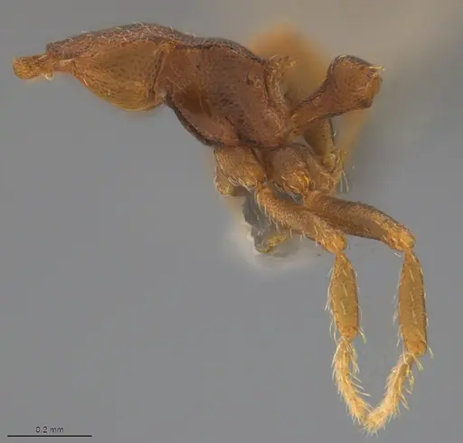 Strumigenys crementa - CASENT4036118