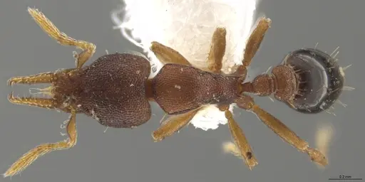 Strumigenys crementa - INB0003605463