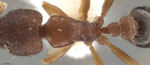 Strumigenys crementa - INB0003605463