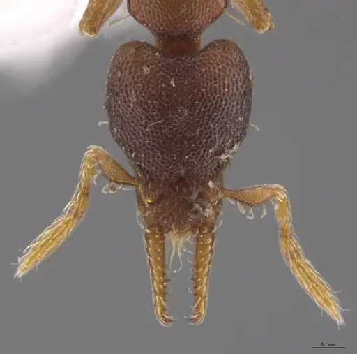 Strumigenys crementa - INB0003605463