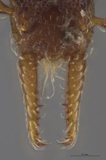 Strumigenys crementa - INB0003605463