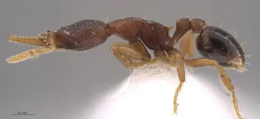 Strumigenys crementa - INB0003605463