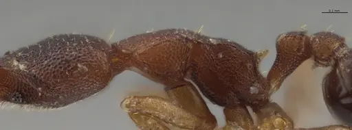 Strumigenys crementa - INB0003605463