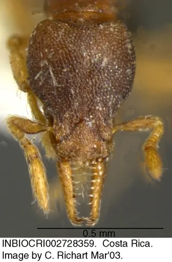 Strumigenys crementa - INBIOCRI002728359