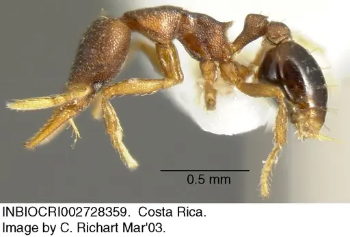 Strumigenys crementa - INBIOCRI002728359