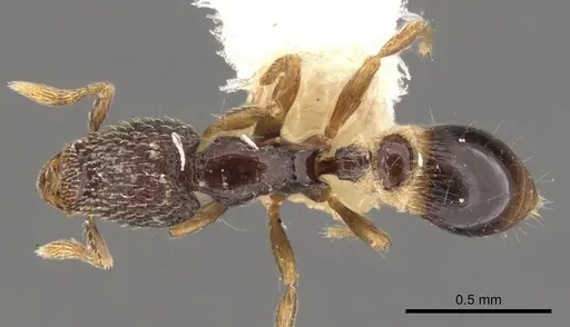 Strumigenys cryptura specimen