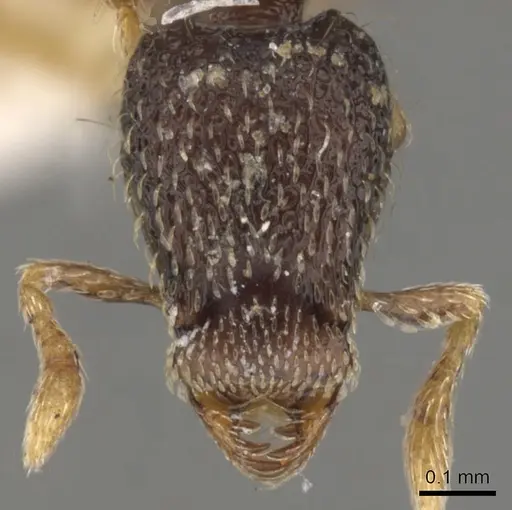 Strumigenys cryptura specimen