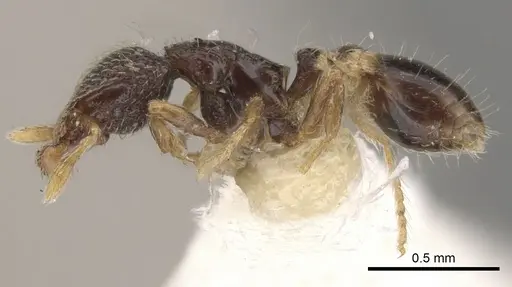 Strumigenys cryptura specimen