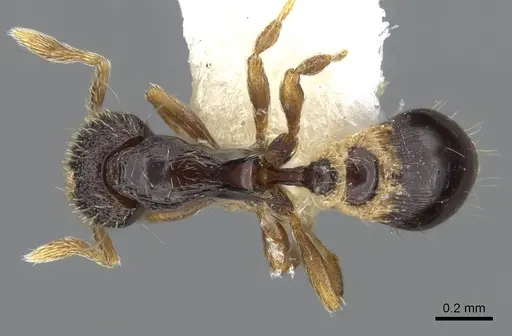 Strumigenys cryptura - CASENT0914705