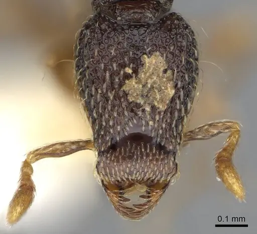 Strumigenys cryptura - CASENT0914705