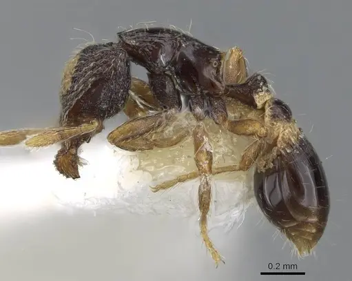 Strumigenys cryptura - CASENT0914705