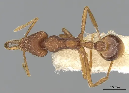 Strumigenys cultrigera specimen