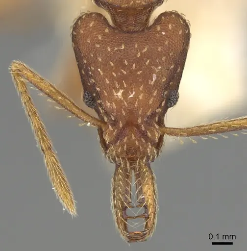 Strumigenys cultrigera specimen