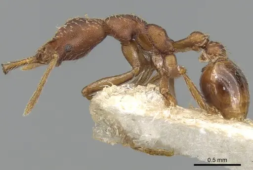 Strumigenys cultrigera specimen