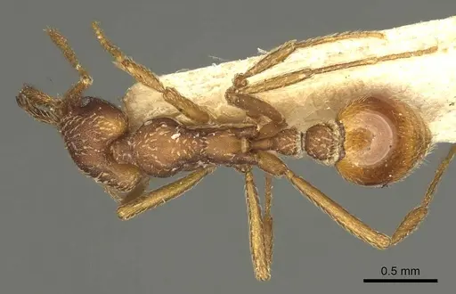 Strumigenys cultrigera - CASENT0915690