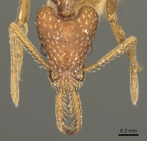 Strumigenys cultrigera - CASENT0915690