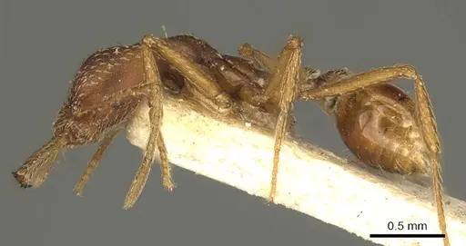 Strumigenys cultrigera - CASENT0915690