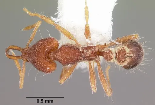 Strumigenys cygarix specimen