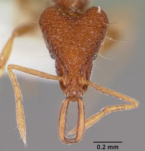 Strumigenys cygarix specimen