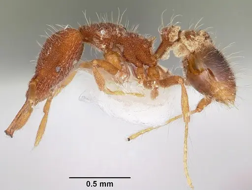 Strumigenys cygarix specimen