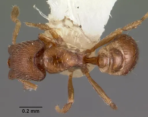 Strumigenys dagon specimen