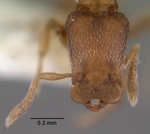 Strumigenys dagon specimen