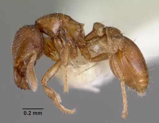 Strumigenys dagon specimen