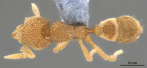 Strumigenys dahlanae specimen