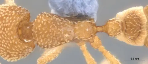 Strumigenys dahlanae specimen