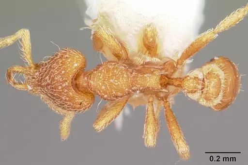 Strumigenys dantalion specimen