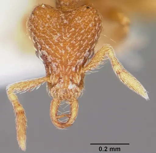 Strumigenys dantalion specimen