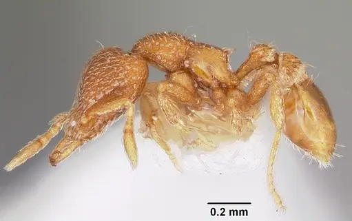 Strumigenys dantalion specimen