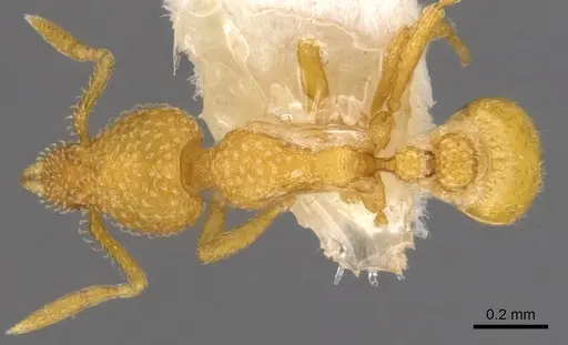 Strumigenys dapsilis specimen