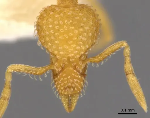 Strumigenys dapsilis specimen