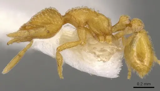 Strumigenys dapsilis specimen