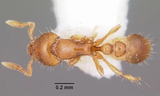 Strumigenys daspleta specimen