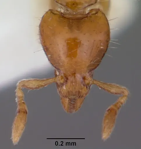 Strumigenys daspleta specimen