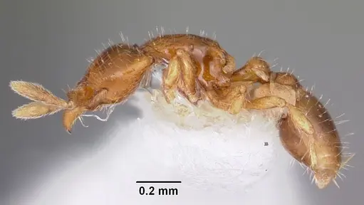 Strumigenys daspleta specimen