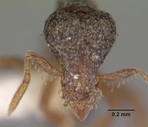 Strumigenys datryx specimen