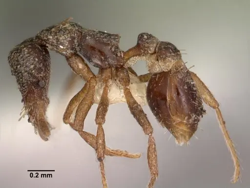 Strumigenys datryx specimen