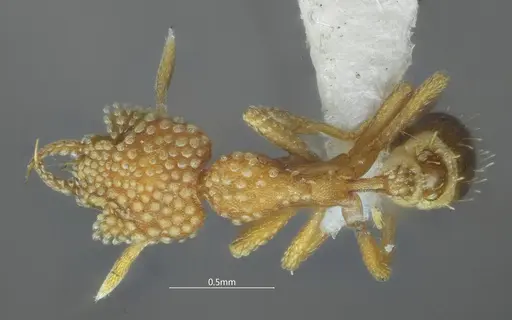 Strumigenys dayui specimen