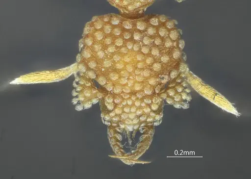 Strumigenys dayui specimen