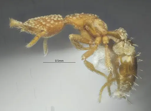 Strumigenys dayui specimen