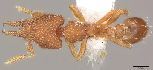 Strumigenys decipula specimen